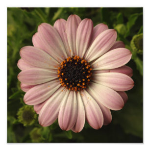 Foto Osteospermum rosa