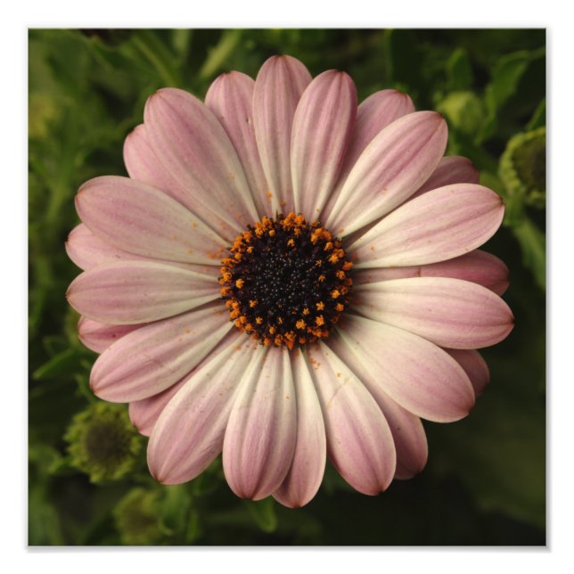 Foto Osteospermum rosa (Frente)