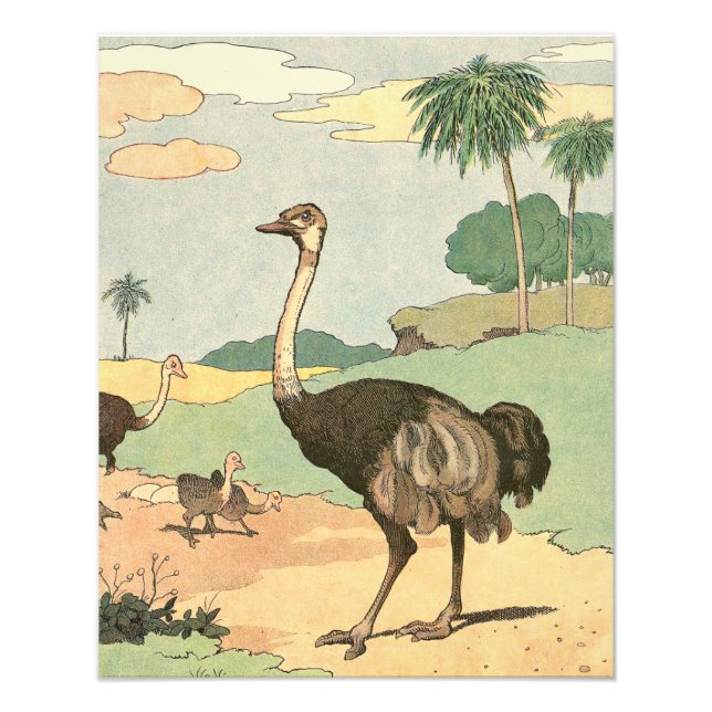 Foto Ostrich y chicles ilustrados (Frente)