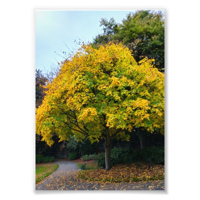 Foto Otoño (Frente)