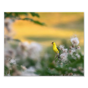 Foto Otoño De Goldfinch Y Thistle