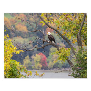 Foto Otoño del águila calva