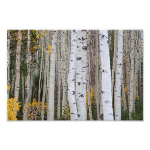 Foto Otoño en el Aspen