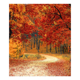 Foto otoño en el bosque