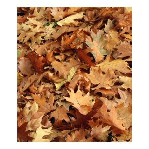 Foto otoño, hojas secas