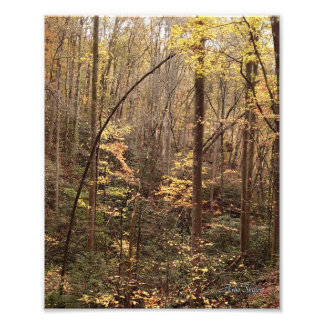 Foto Otoño Woodland