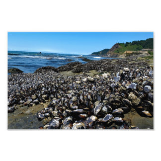 Foto Otter Escudo Beach Oregon