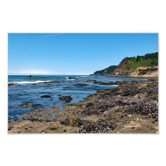 Foto Otter Escudo Beach Oregon