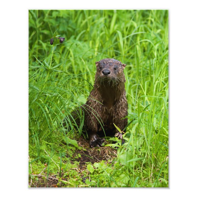 Foto Otter fluvial inteligente (Frente)