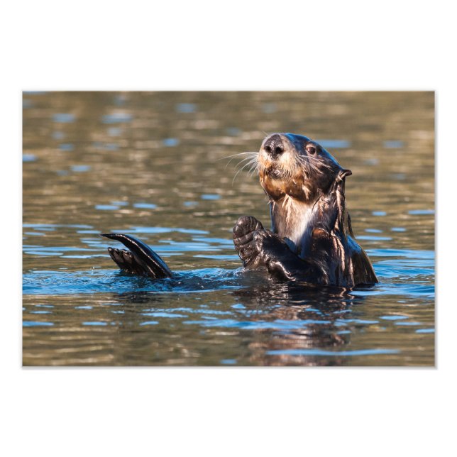 Foto Otter marino Sunny (Frente)