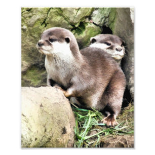 FOTO OTTERS