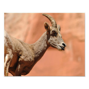 Foto Oveja Bighorn