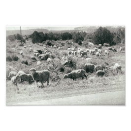 Foto Oveja Granja Monocroma Animal Cute Herd Antigüedad