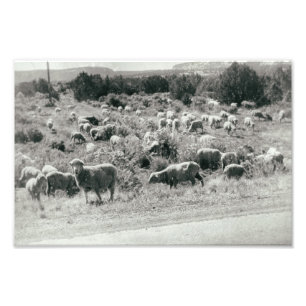Foto Oveja Granja Monocroma Animal Cute Herd Antigüedad