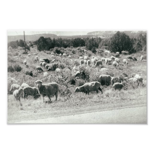 Foto Oveja Granja Monocroma Animal Cute Herd Antigüedad (Frente)