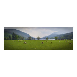 Foto Ovejas de Oich del lago