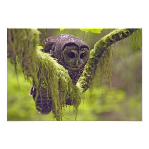 Foto Oventals de Owl Strix