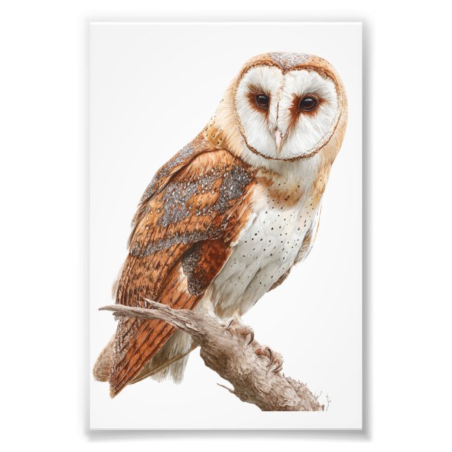 Foto Owl Premium Satin Photo Paper Photo Enlargement (Frente)
