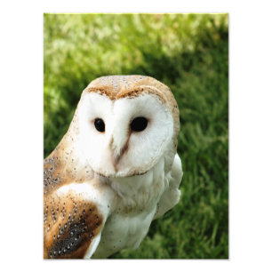 FOTO OWLS