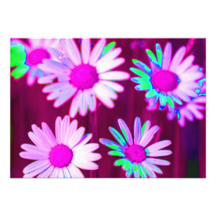 Foto Oxeye Daisy Meadow Pop Art Style