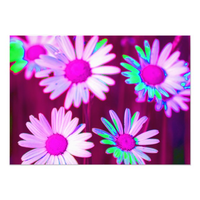 Foto Oxeye Daisy Meadow Pop Art Style (Frente)