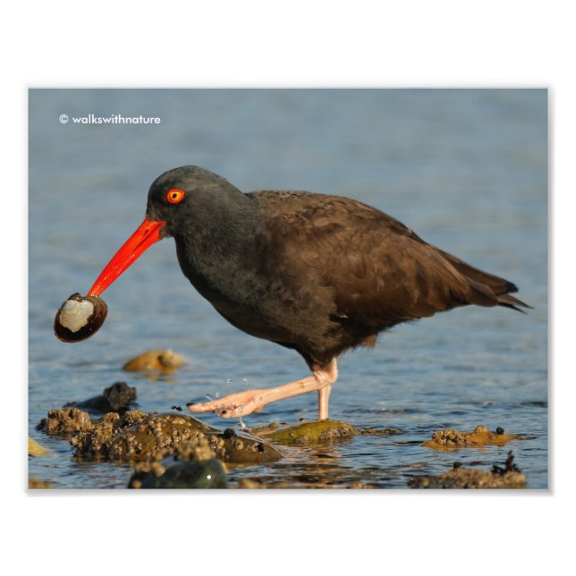 Foto Oystercatcher negro con clam (Frente)