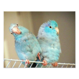 Foto Pacifif Parrotlets Love Bird Companions Photo Art