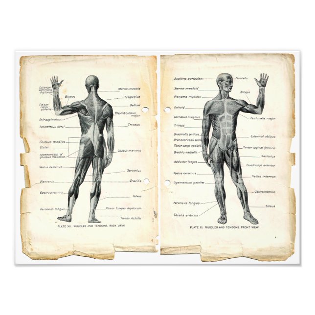 Foto Páginas de libros de anatomía vintage (Frente)