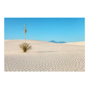 Foto Paisaje de las Arenas Blancas del desierto y Yucca