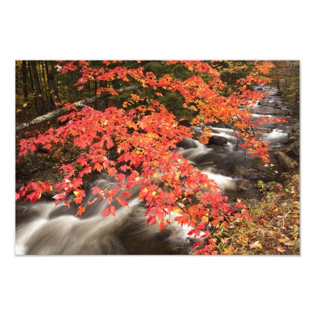 Foto paisaje de otoño, Vermont, EE. UU. 4 (Frente)