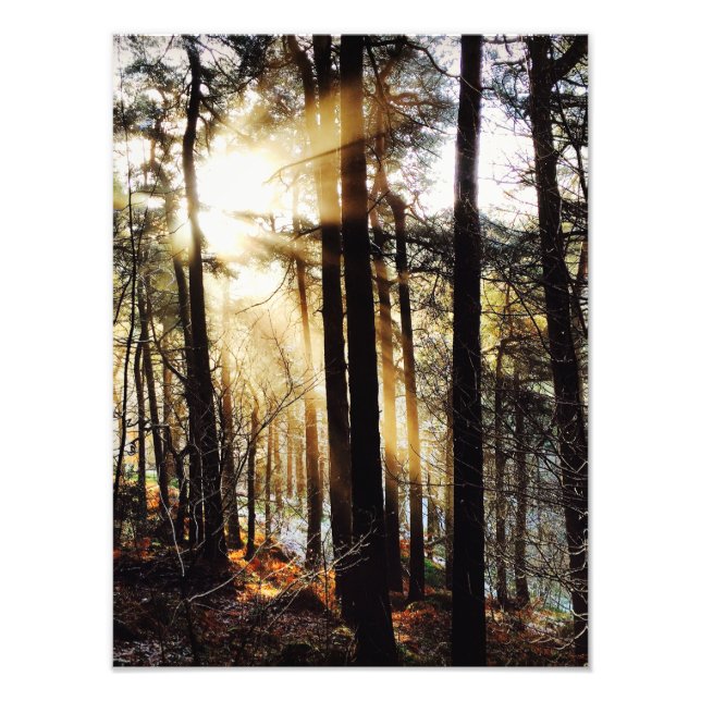 Foto Paisaje del amanecer en Woodland, poster (Frente)