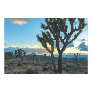 Foto Paisaje desierto de árboles de Joshua en Californi