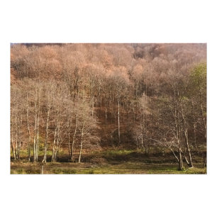 Foto Paisaje forestal de otoño - Naturaleza salvaje Rum