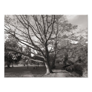 Foto Paisaje otoñal, Parque Bute, Cardiff