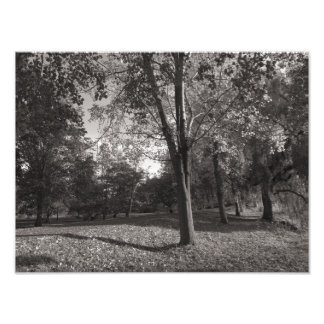 Foto Paisaje otoñal, Parque Bute, Cardiff