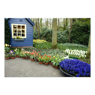 Foto Países Bajos (Holanda), Lisse. Keukenhof 2
