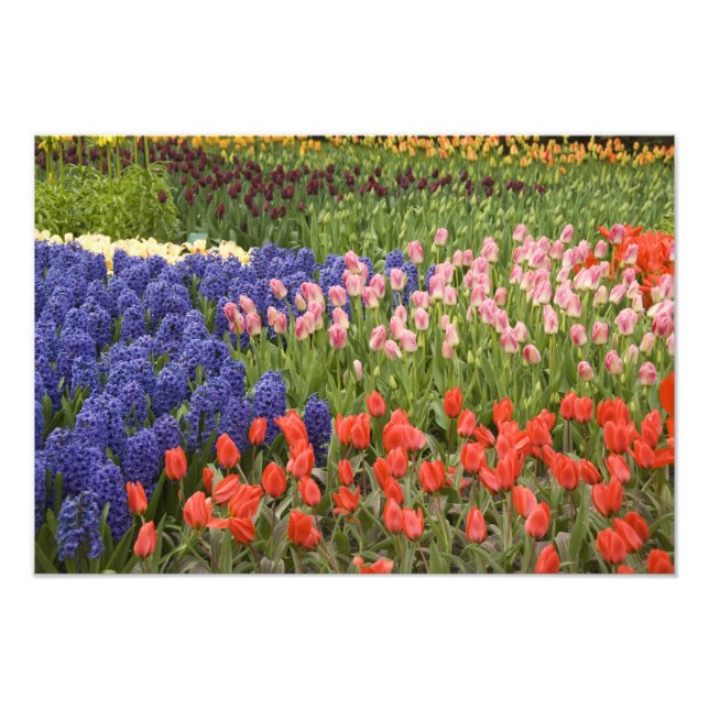 Foto Países Bajos (Holanda), Lisse. Keukenhof 4 (Frente)