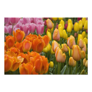 Foto Países Bajos (Holanda), Lisse. Keukenhof 5