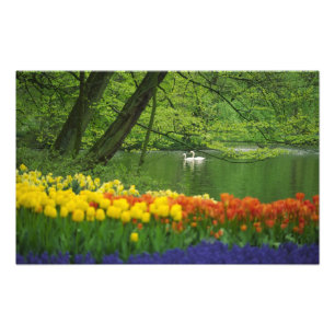 Foto Países Bajos, Lisse. Cisnes blancos en estanque en