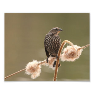 Foto Pajarera Rojo Femenina En Flauffy Cattail
