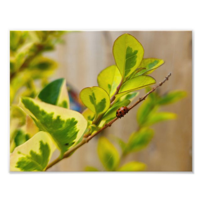 Foto Pájaro (Frente)