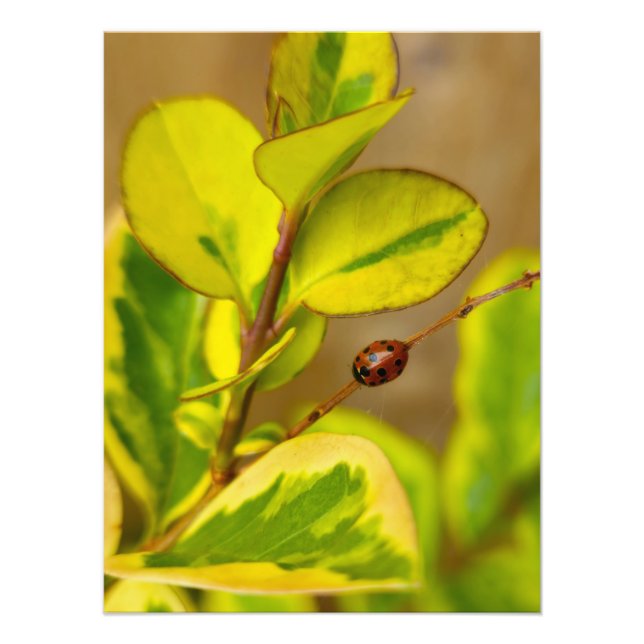 Foto Pájaro (Frente)