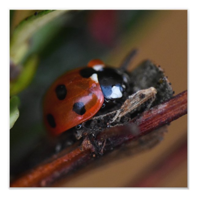 Foto Pájaro (Frente)