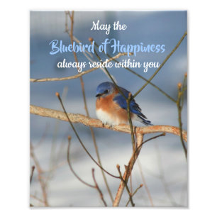Foto Pájaro azul de la felicidad Inspirador 8x10