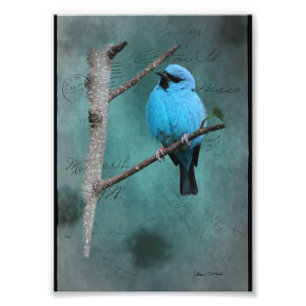 Foto Pájaro Azul en Rama Arte Mixto