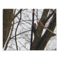 Pájaro carnoso de cabeza roja
