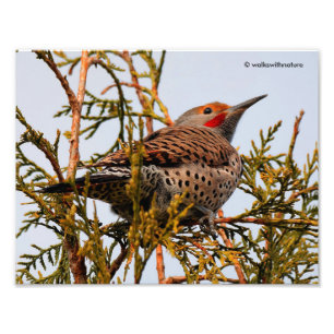 Foto Pájaro Carpintero Norteño de eje rojo macho en un