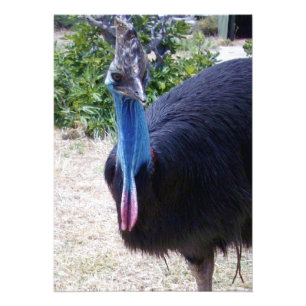 Foto Pájaro Cassowary azul grande,