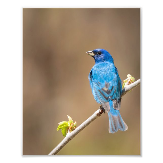 Foto Pájaro De Embalaje De Índigo Masculino En Árbol De (Frente)