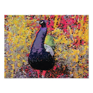 Foto Pájaro de Peacock colorido